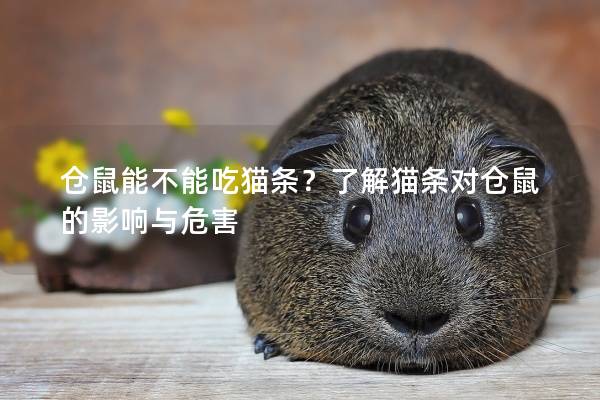 仓鼠能不能吃猫条？了解猫条对仓鼠的影响与危害