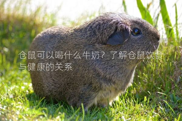 仓鼠可以喝什么牛奶？了解仓鼠饮食与健康的关系