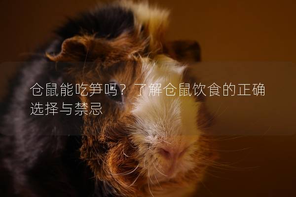 仓鼠能吃笋吗？了解仓鼠饮食的正确选择与禁忌