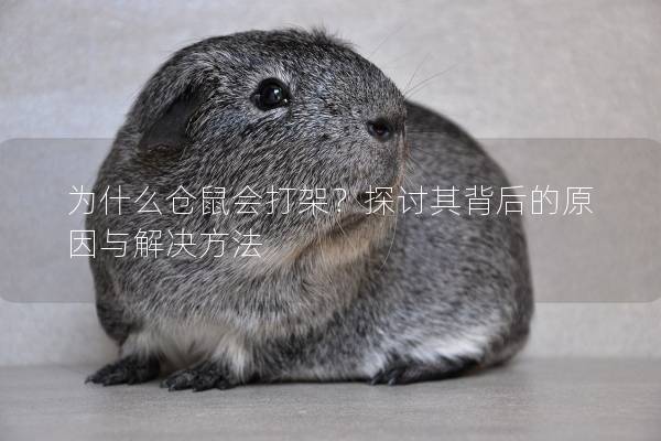 为什么仓鼠会打架？探讨其背后的原因与解决方法