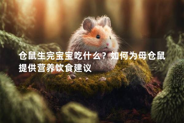 仓鼠生完宝宝吃什么？如何为母仓鼠提供营养饮食建议