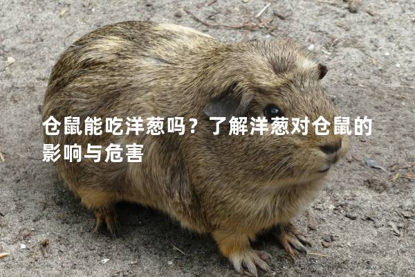 仓鼠能吃洋葱吗？了解洋葱对仓鼠的影响与危害