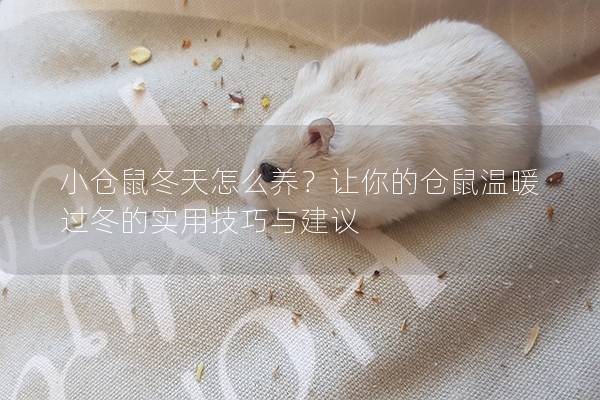 小仓鼠冬天怎么养？让你的仓鼠温暖过冬的实用技巧与建议