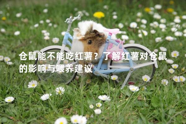 仓鼠能不能吃红薯？了解红薯对仓鼠的影响与喂养建议