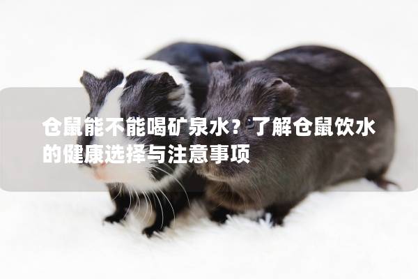 仓鼠能不能喝矿泉水？了解仓鼠饮水的健康选择与注意事项