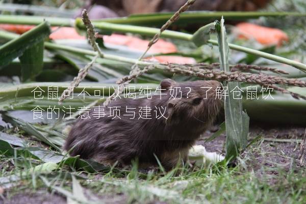 仓鼠可不可以喝纯牛奶？了解仓鼠饮食的注意事项与建议
