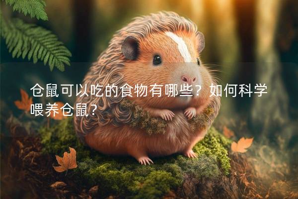 仓鼠可以吃的食物有哪些？如何科学喂养仓鼠？