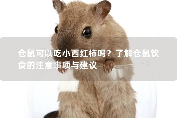 仓鼠可以吃小西红柿吗？了解仓鼠饮食的注意事项与建议