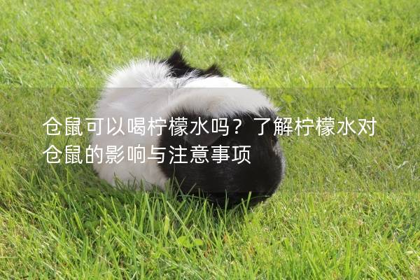 仓鼠可以喝柠檬水吗？了解柠檬水对仓鼠的影响与注意事项