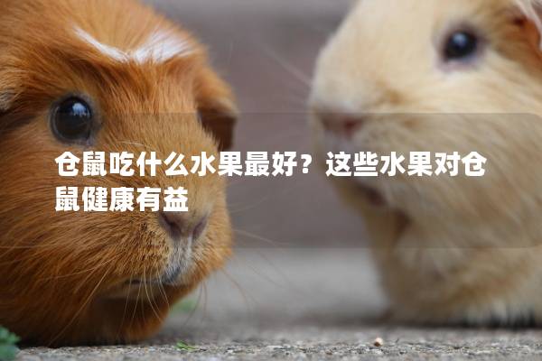 仓鼠吃什么水果最好？这些水果对仓鼠健康有益