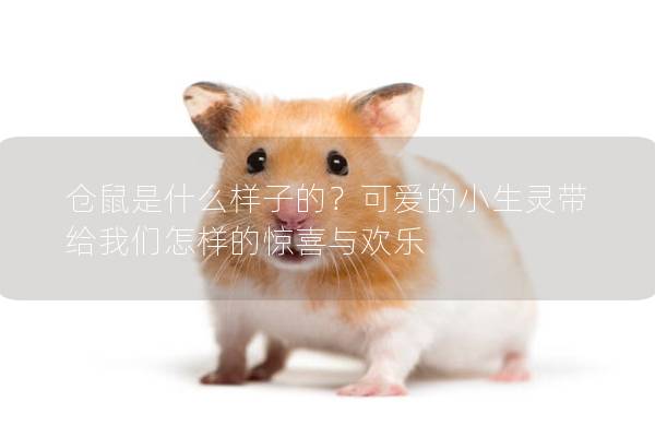 仓鼠是什么样子的？可爱的小生灵带给我们怎样的惊喜与欢乐
