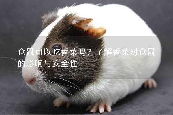 仓鼠可以吃香菜吗？了解香菜对仓鼠的影响与安全性