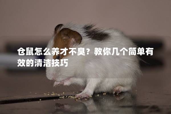 仓鼠怎么养才不臭？教你几个简单有效的清洁技巧
