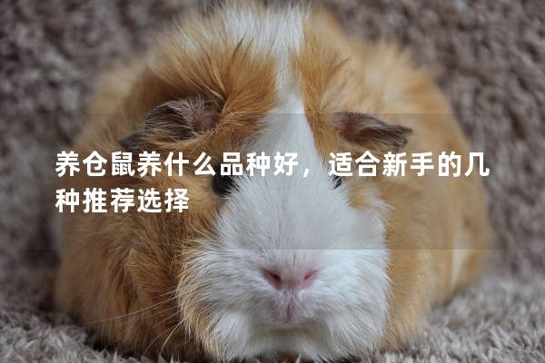 养仓鼠养什么品种好，适合新手的几种推荐选择