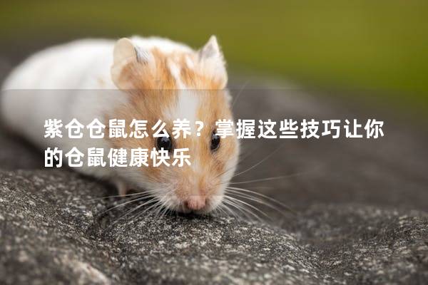 紫仓仓鼠怎么养？掌握这些技巧让你的仓鼠健康快乐