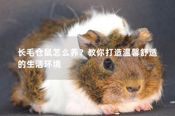 长毛仓鼠怎么养？教你打造温馨舒适的生活环境