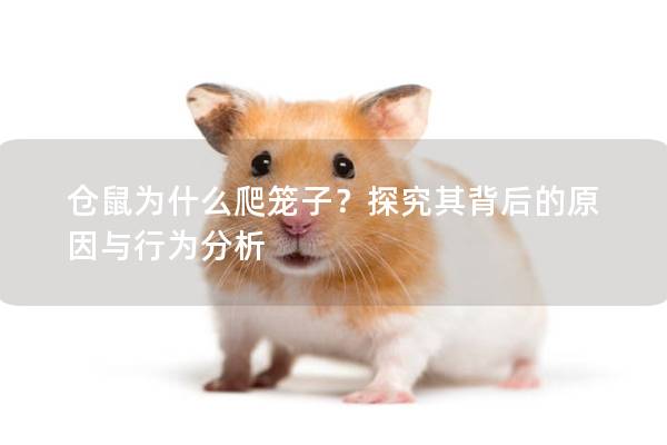 仓鼠为什么爬笼子？探究其背后的原因与行为分析