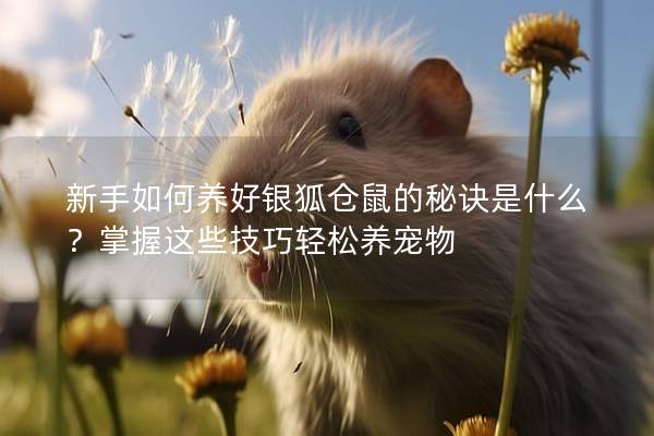 新手如何养好银狐仓鼠的秘诀是什么？掌握这些技巧轻松养宠物