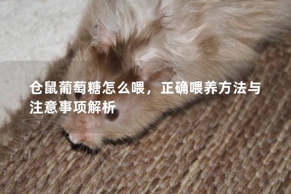 仓鼠葡萄糖怎么喂，正确喂养方法与注意事项解析