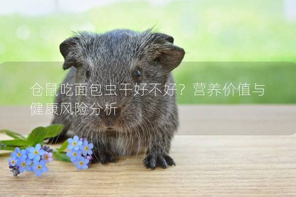 仓鼠吃面包虫干好不好？营养价值与健康风险分析