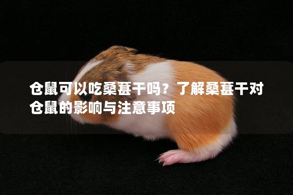 仓鼠可以吃桑葚干吗？了解桑葚干对仓鼠的影响与注意事项