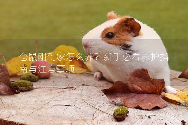 仓鼠刚到家怎么养？新手必看养护指南与注意事项