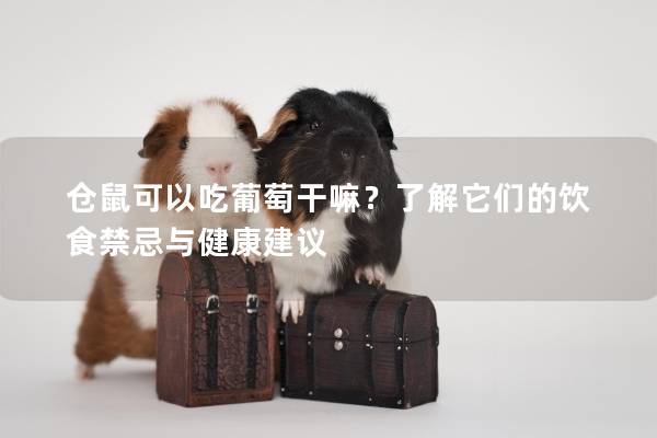 仓鼠可以吃葡萄干嘛？了解它们的饮食禁忌与健康建议
