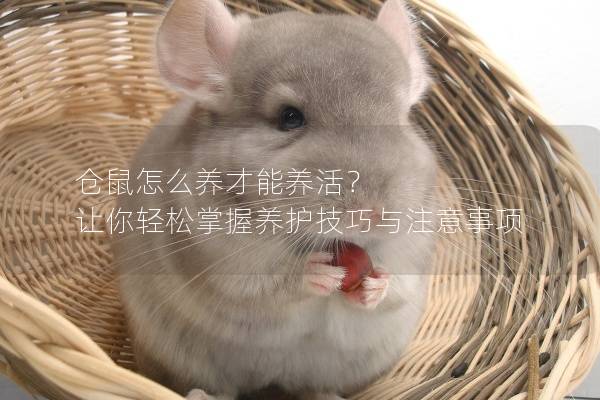 仓鼠怎么养才能养活？ 让你轻松掌握养护技巧与注意事项