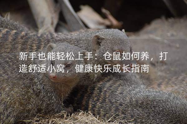 新手也能轻松上手：仓鼠如何养，打造舒适小窝，健康快乐成长指南