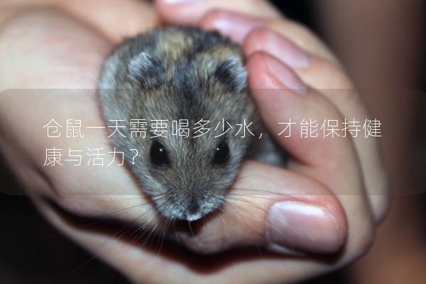 仓鼠一天需要喝多少水，才能保持健康与活力？