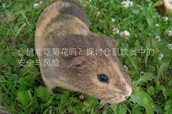 仓鼠能吃菊花吗？探讨仓鼠饮食中的安全与风险