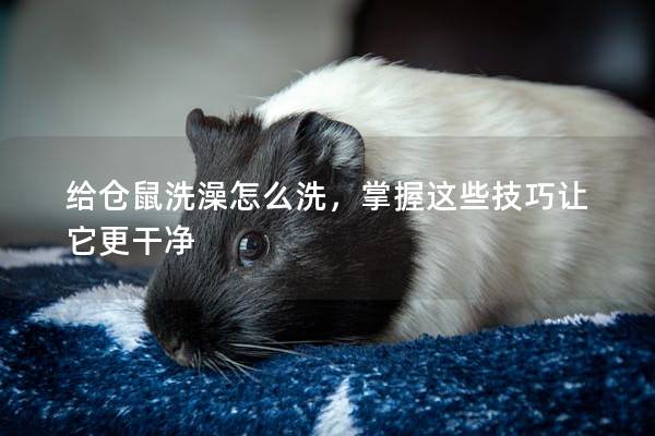 给仓鼠洗澡怎么洗，掌握这些技巧让它更干净