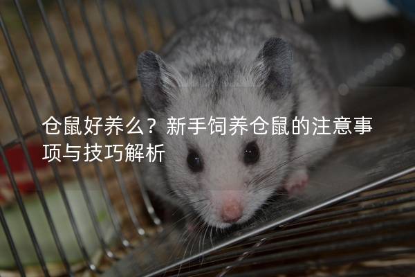 仓鼠好养么？新手饲养仓鼠的注意事项与技巧解析
