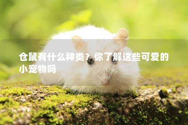 仓鼠有什么种类？你了解这些可爱的小宠物吗