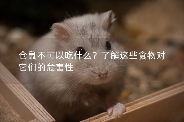 仓鼠不可以吃什么？了解这些食物对它们的危害性