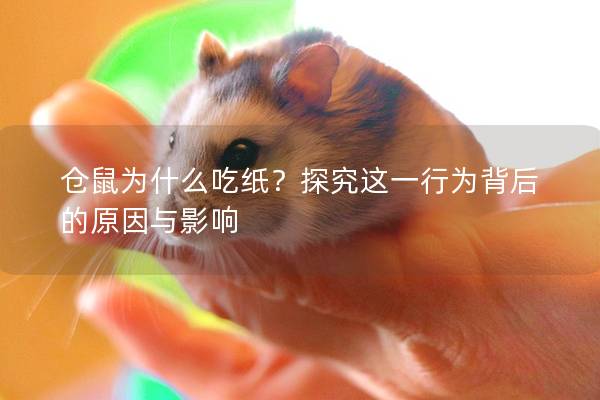 仓鼠为什么吃纸？探究这一行为背后的原因与影响