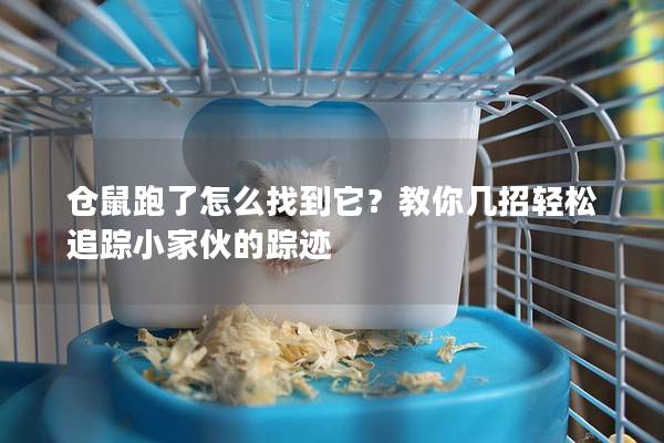 仓鼠跑了怎么找到它？教你几招轻松追踪小家伙的踪迹