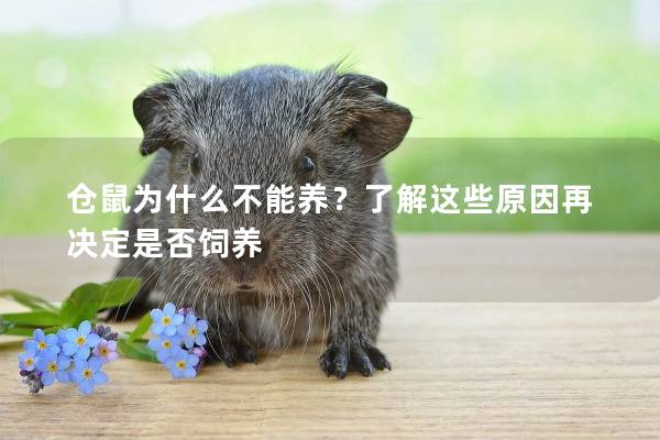 仓鼠为什么不能养？了解这些原因再决定是否饲养