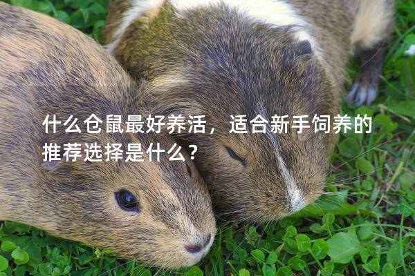 什么仓鼠最好养活，适合新手饲养的推荐选择是什么？