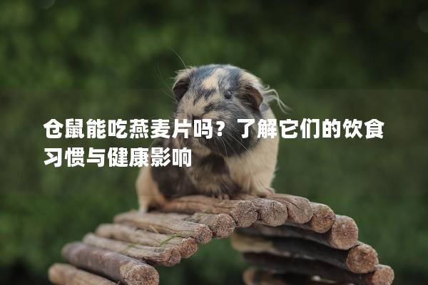 仓鼠能吃燕麦片吗？了解它们的饮食习惯与健康影响