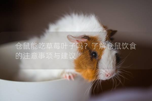 仓鼠能吃草莓叶子吗？了解仓鼠饮食的注意事项与建议