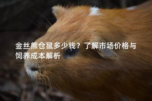 金丝熊仓鼠多少钱？了解市场价格与饲养成本解析