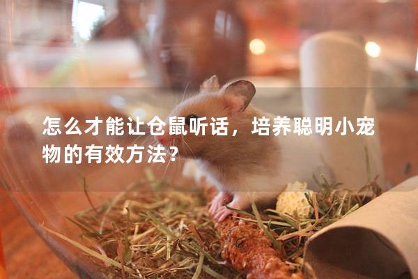 怎么才能让仓鼠听话，培养聪明小宠物的有效方法？