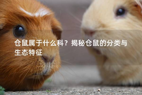 仓鼠属于什么科？揭秘仓鼠的分类与生态特征