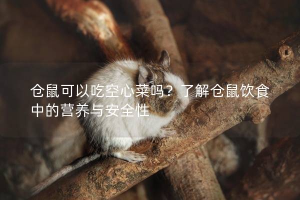 仓鼠可以吃空心菜吗？了解仓鼠饮食中的营养与安全性