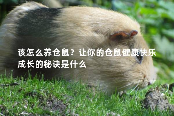 该怎么养仓鼠？让你的仓鼠健康快乐成长的秘诀是什么
