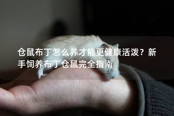 仓鼠布丁怎么养才能更健康活泼？新手饲养布丁仓鼠完全指南
