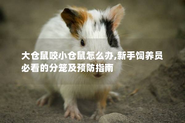 大仓鼠咬小仓鼠怎么办,新手饲养员必看的分笼及预防指南