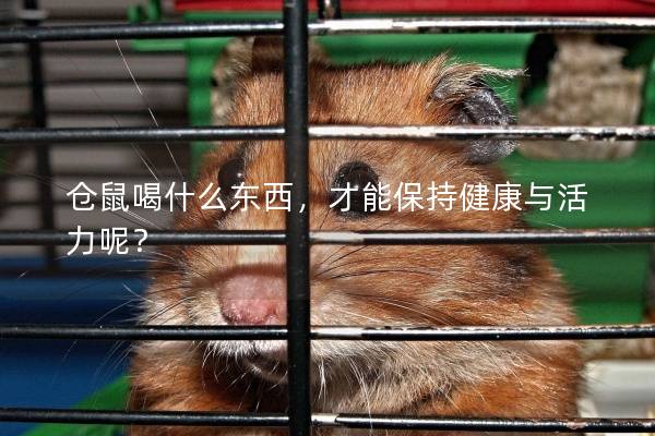 仓鼠喝什么东西，才能保持健康与活力呢？