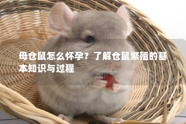 母仓鼠怎么怀孕？了解仓鼠繁殖的基本知识与过程